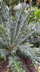Encephalartos arenarius