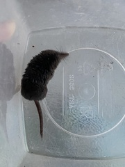 Sorex minutus