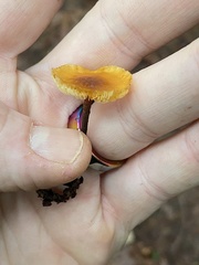 Heimiomyces fulvipes