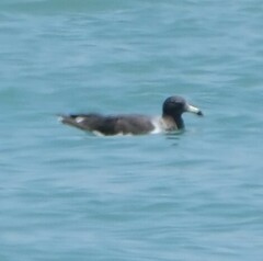 Larus belcheri