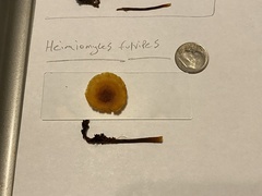 Heimiomyces fulvipes