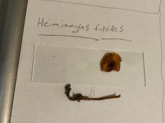 Heimiomyces fulvipes