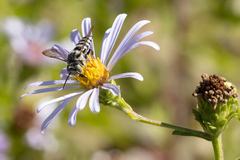 Coelioxys rufitarsis