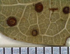 Neuroterus tantulus