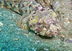 Scorpaena mystes