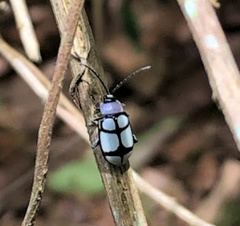 Omophoita octoguttata