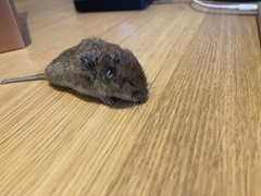 Clethrionomys glareolus