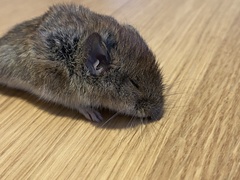 Clethrionomys glareolus