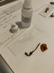 Heimiomyces fulvipes