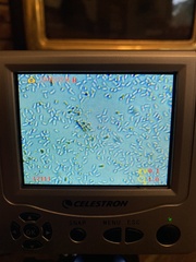 Heimiomyces fulvipes