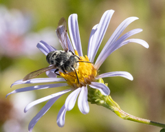 Coelioxys rufitarsis