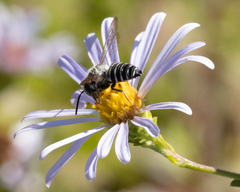 Coelioxys rufitarsis