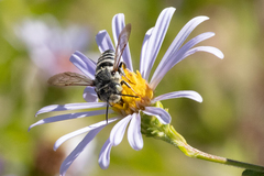 Coelioxys rufitarsis