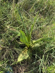 Hypoxis colchicifolia