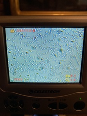 Heimiomyces fulvipes