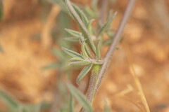 Monnina linearifolia