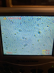 Heimiomyces fulvipes