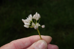 Allium brandegeei