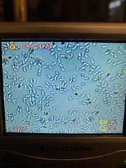 Heimiomyces fulvipes