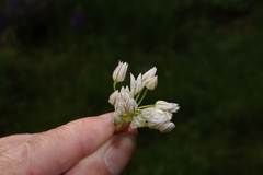 Allium brandegeei
