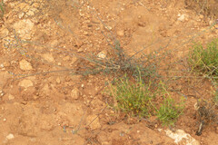 Monnina linearifolia