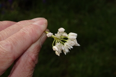 Allium brandegeei