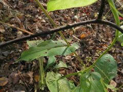 Bupleurum longiradiatum