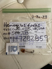 Heimiomyces fulvipes