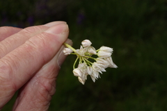 Allium brandegeei