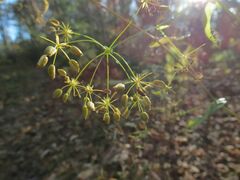 Bupleurum longiradiatum