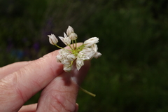 Allium brandegeei