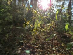 Bupleurum longiradiatum