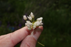 Allium brandegeei