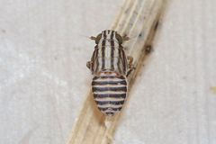 Eurybregma nigrolineata