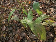 Bupleurum longiradiatum