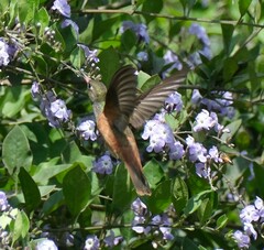 Amazilis amazilia