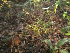 Bupleurum longiradiatum