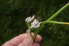 Allium brandegeei