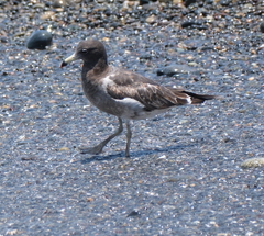 Larus belcheri