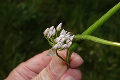 Allium brandegeei