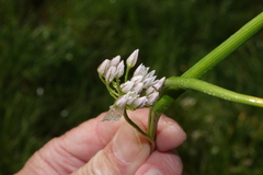 Allium brandegeei