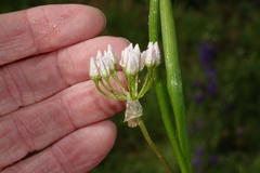Allium brandegeei
