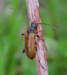 Cortodera femorata
