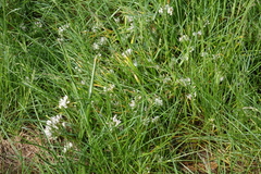 Allium brandegeei