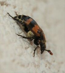 Nicrophorus vespillo
