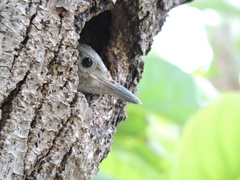 Melanerpes aurifrons