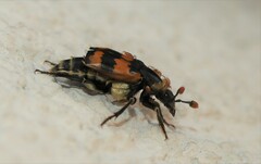 Nicrophorus vespillo