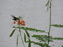 Cynanthus latirostris