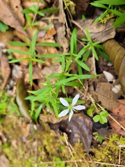 Arenaria lanuginosa
