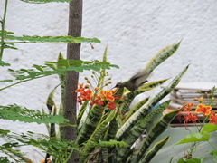 Cynanthus latirostris